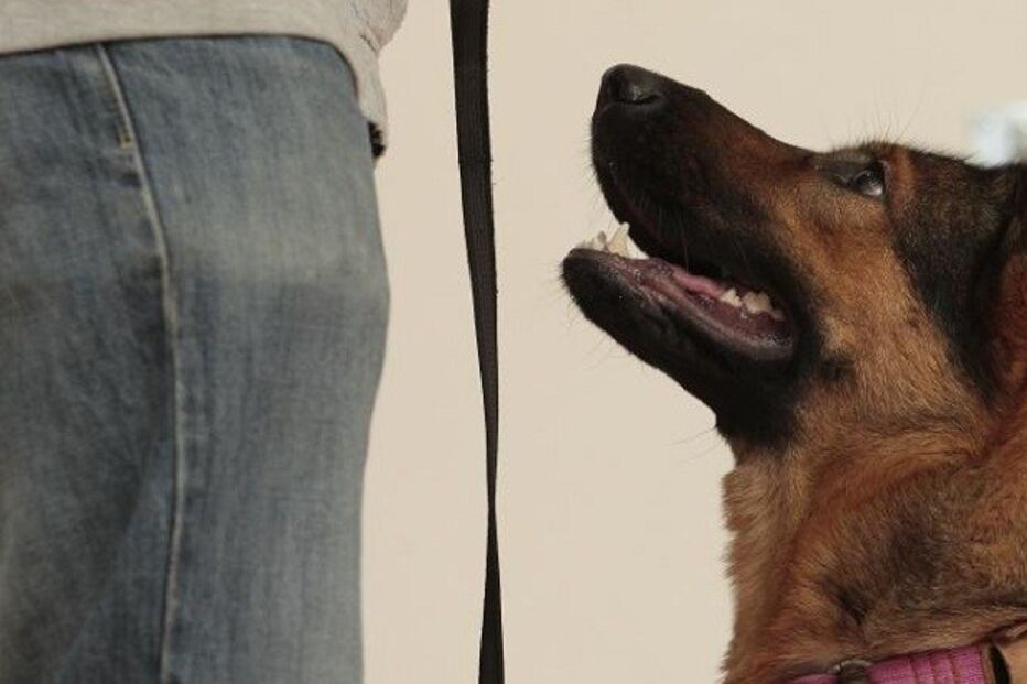 comportamento animal, seminário, roger abrantes, torres vedras