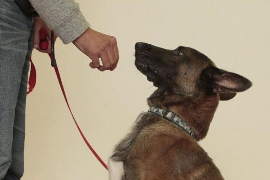 comportamento animal, seminário, roger abrantes, torres vedras