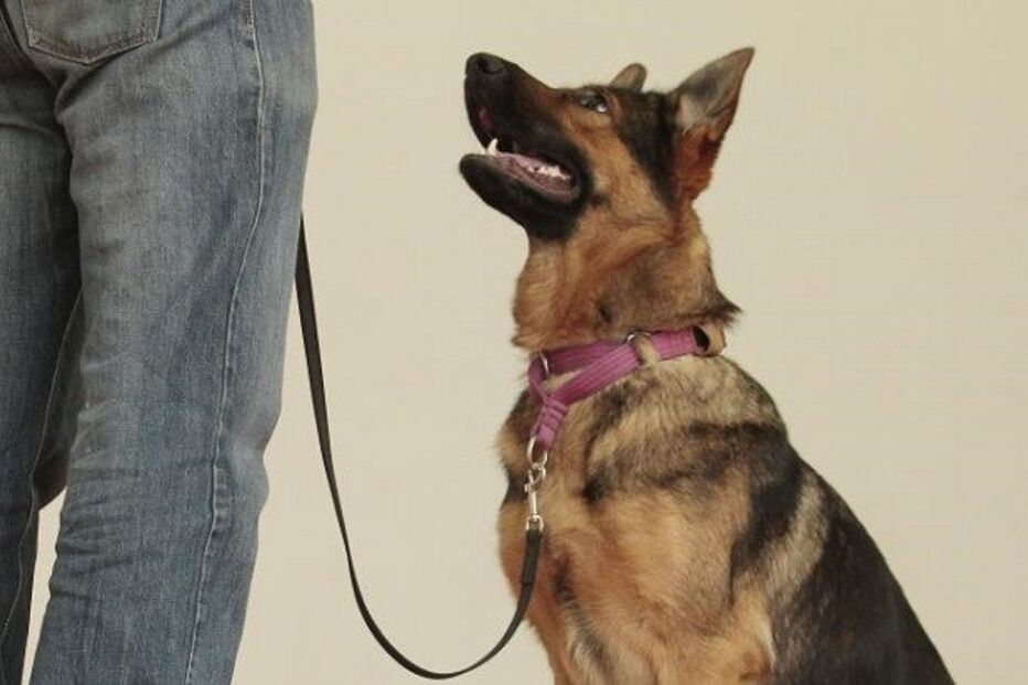 comportamento animal, seminário, roger abrantes, torres vedras