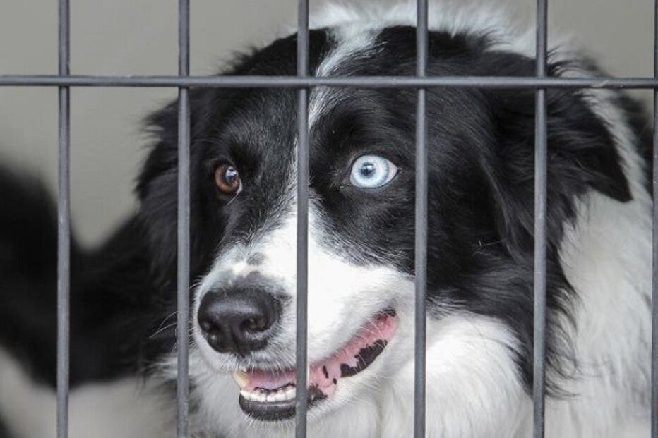 comportamento animal, seminário, roger abrantes, torres vedras