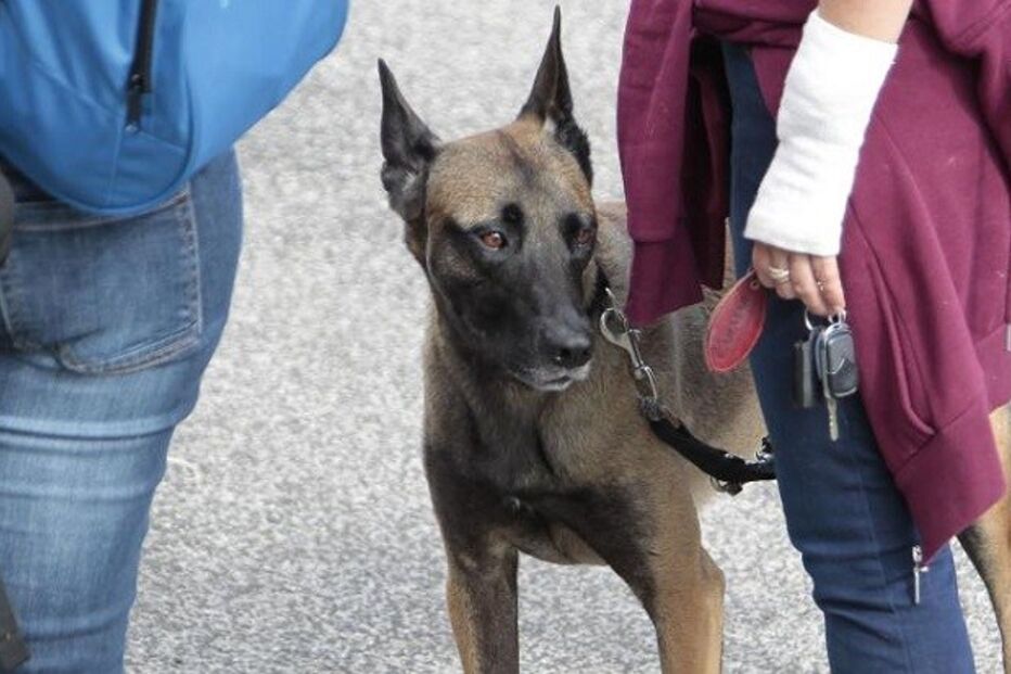 comportamento animal, seminário, roger abrantes, torres vedras