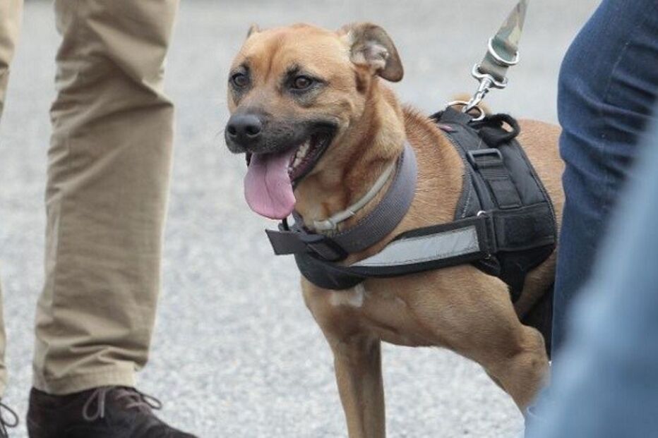 comportamento animal, seminário, roger abrantes, torres vedras