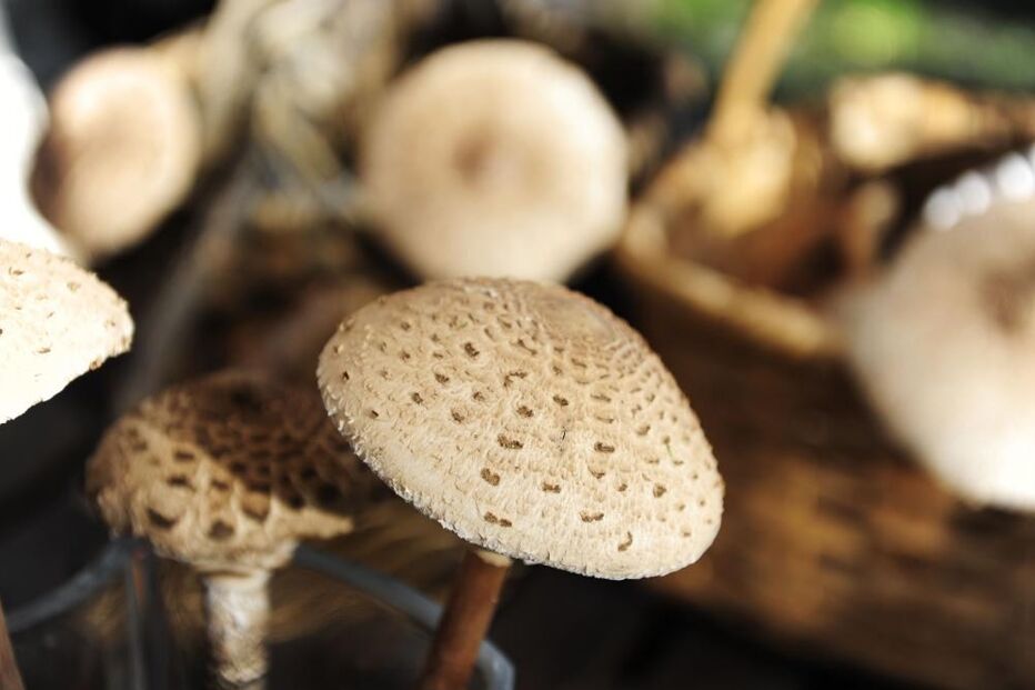 Cogumelos, Asociações Micológicas, Governo, Manuel Moredo