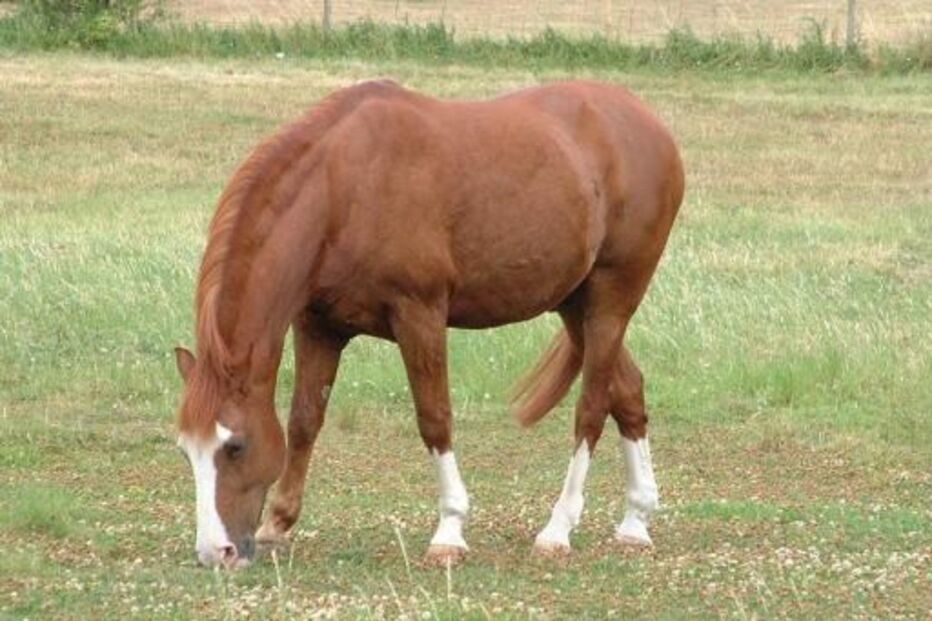 cavalo, pastar, pasto