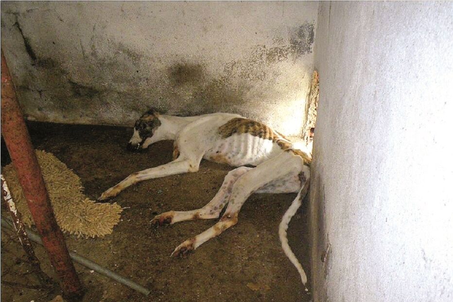 galgo, cão, morte