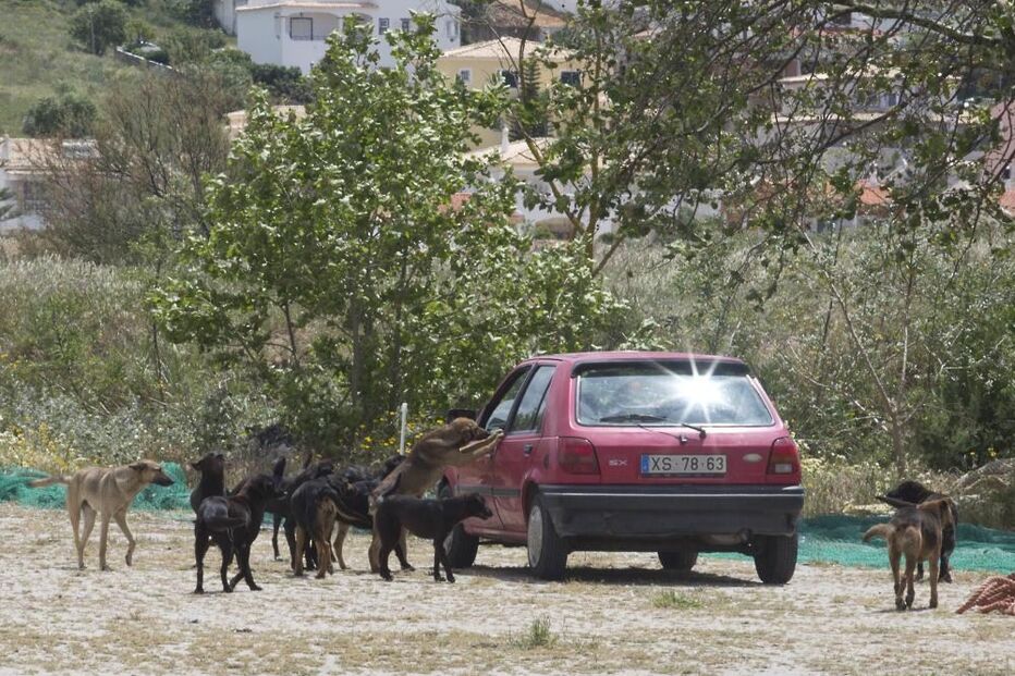 carro, cães, vadios, sarna, Docapesca, Ferragudo, Algarve