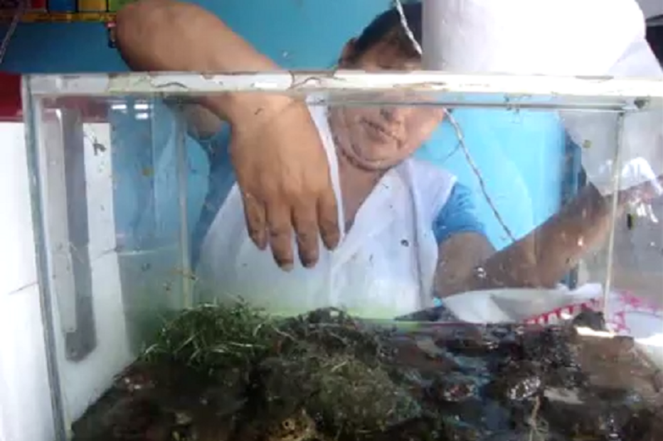 sumo, Peru, sucesso, rãs, afrodisíaco