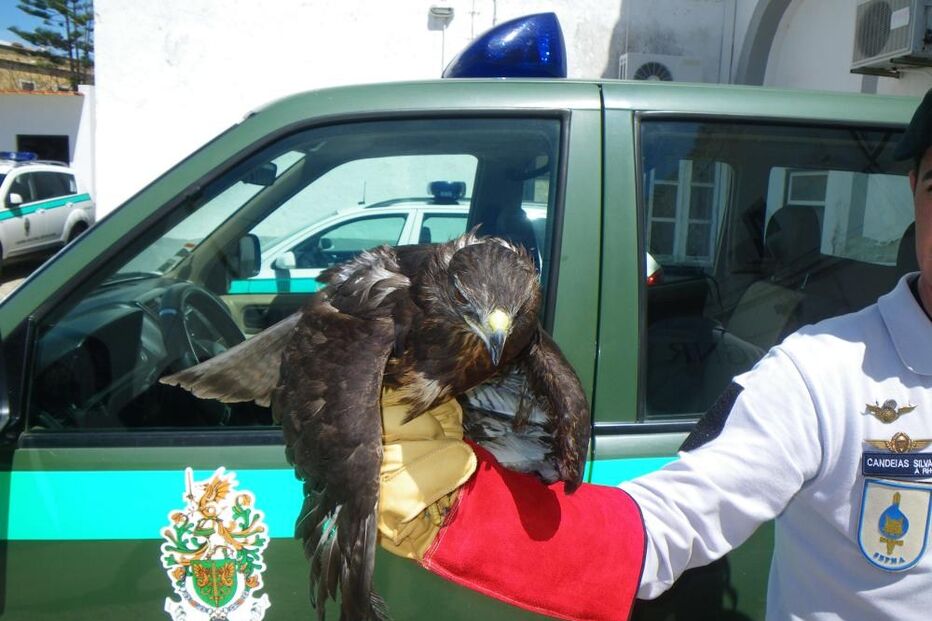 águia de asa redonda,  Benagil, Lagoa, militar, GNR, Núcleo de Proteção Ambiental de Silves