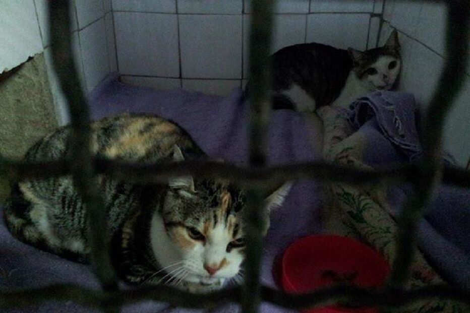 gatos, animais, roménia