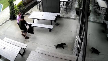 Foca bebé invade bar na Nova Zelândia 