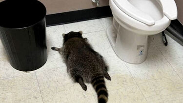 Guaxinim invade loja de bebidas, fica alcoolizado e é encontrado inconsciente