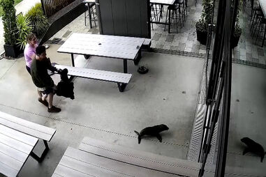 Foca bebé invade bar na Nova Zelândia 