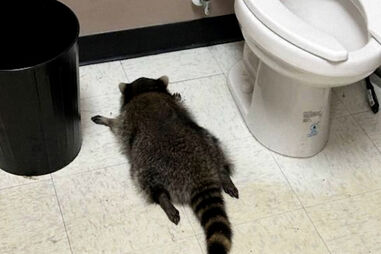 Guaxinim invade loja de bebidas, fica alcoolizado e é encontrado inconsciente