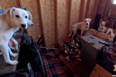 Catorze cães resgatados de barracão imundo nos EUA 