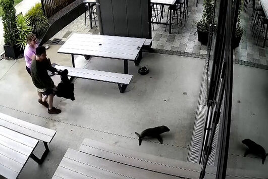 Foca bebé invade bar na Nova Zelândia 