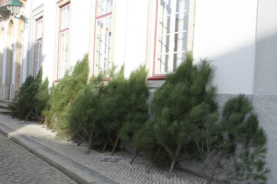 Pinheiros, Mação, câmara municipal