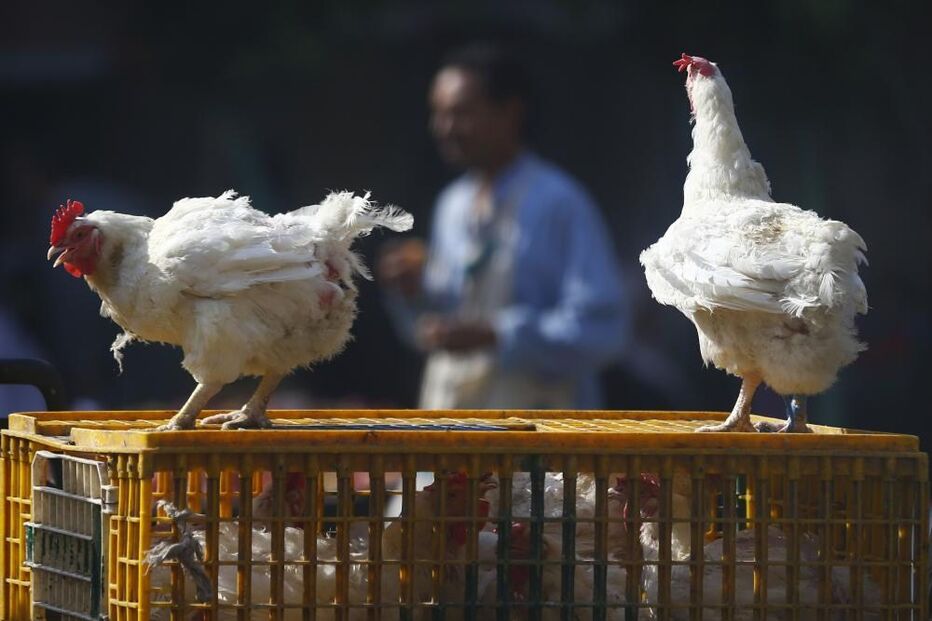 gripe aviária, frango