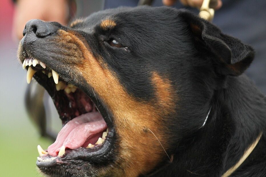 rottweiler, cão