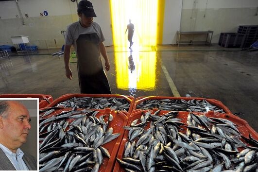 Governo, manda, trocar, sardinha, carapau