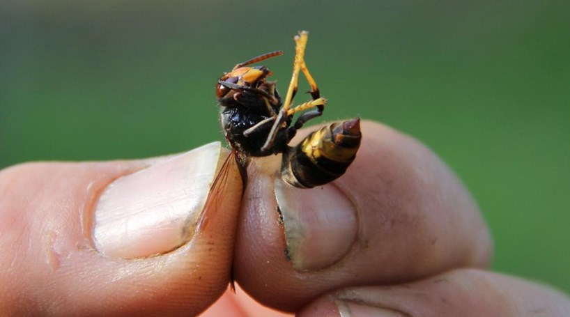 Resultado de imagem para vespas