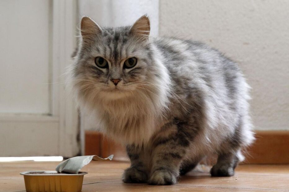 01-01-2015_23_06_19 32 ML Gato jorge paula.jpg