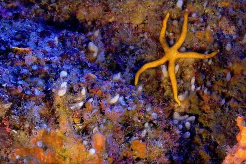 banco gorringe, fundo do mar