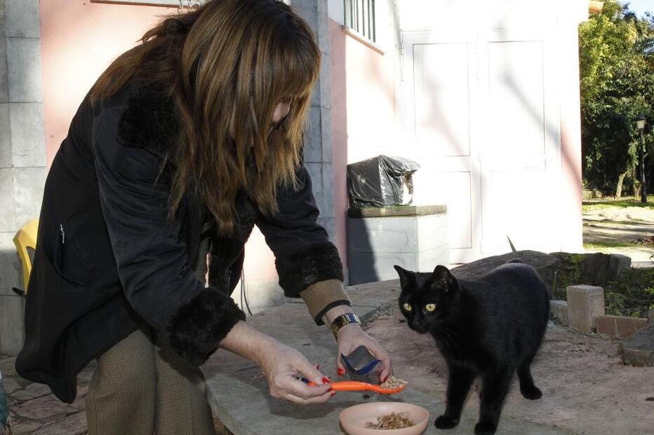 gato, animais, oeiras