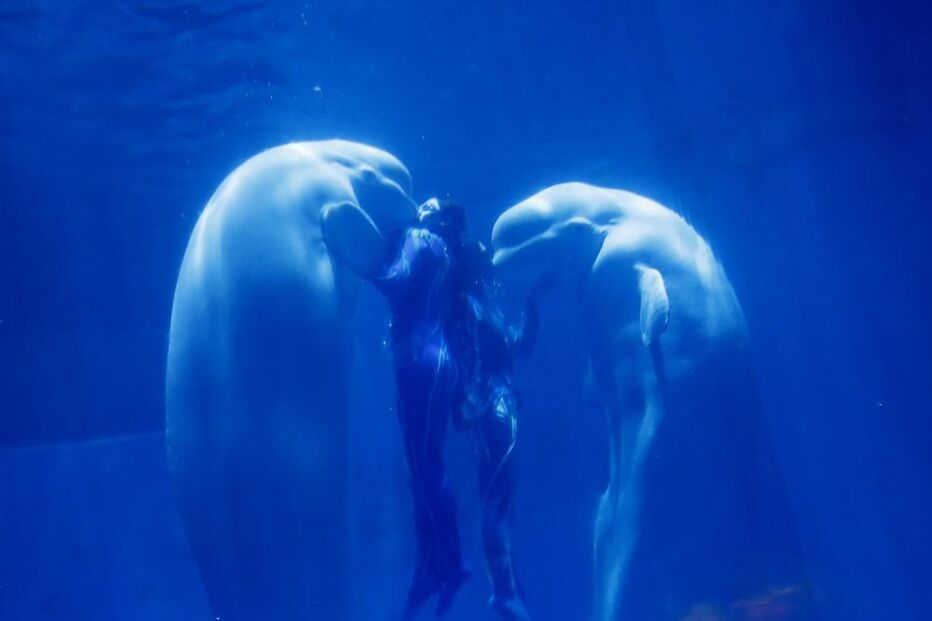 06-01-2015_21_39_35 9 - Beluga whales and their trainers present The heart of Ocean show at the Harbin Polarland in the northern city of Harbin.JPG