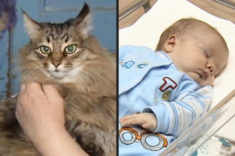 gato, bebé, salvamento