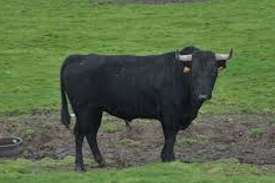 17-01-2015_19_23_23 boi.jpg