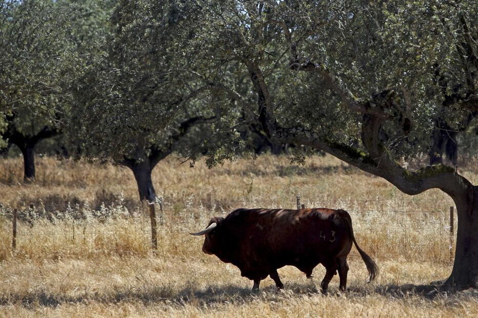 bovino, alentejo