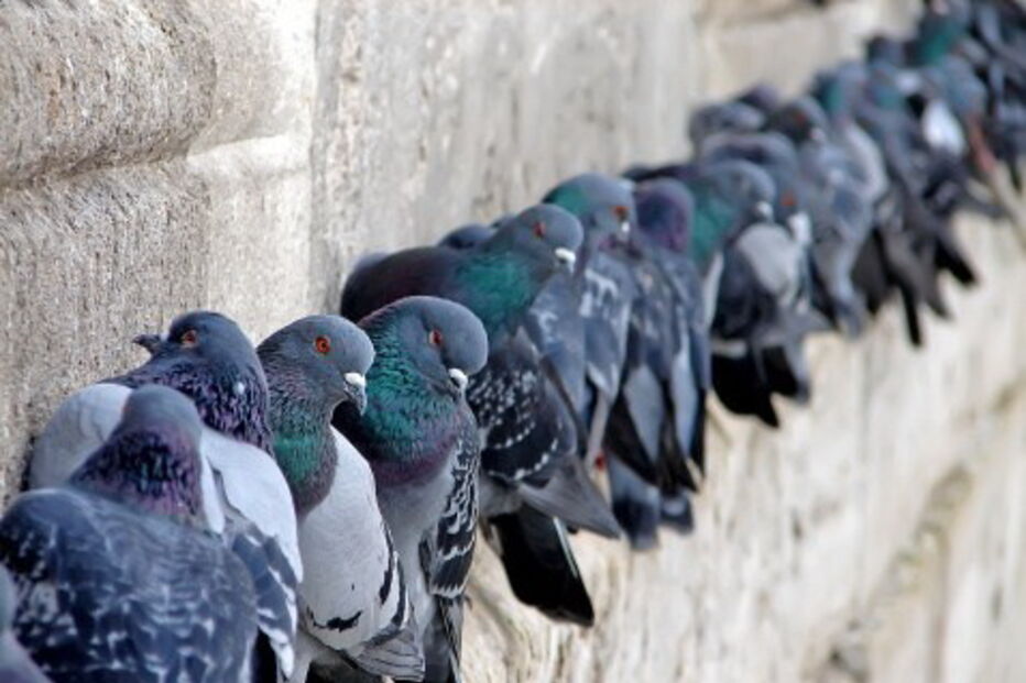 22-01-2015_18_45_12 29 ML pombos  broadcastertr.jpg