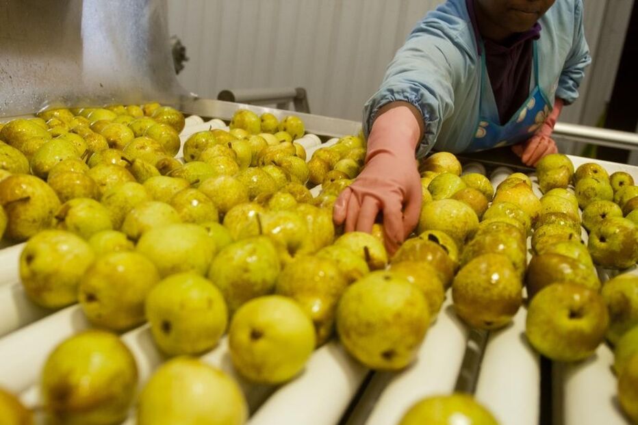 Pêra Rocha, exportação