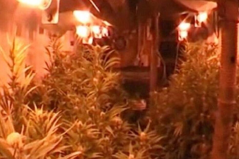 31-01-2015_22_37_34 ml canabis.jpg