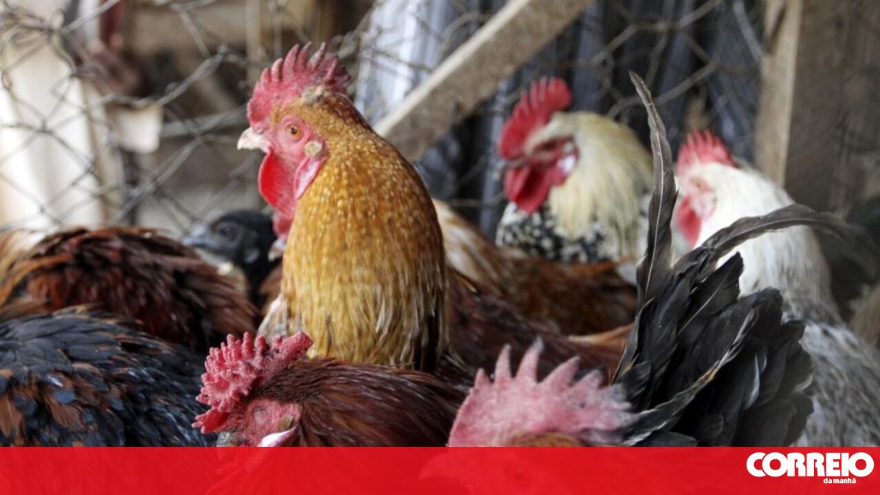 Restrições impostas nos concelhos de Mafra e Sintra por foco de gripe aviária