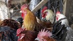 França regista 61 focos de contaminação de gripe das aves