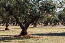 Oliveiras, azeitonas