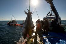pescadores, atum-rabilho, ásia, navio coreano, pesca, peixe, captura
