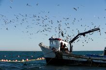 atum-rabilho, coreia, paloma, navio, algarve, pesca