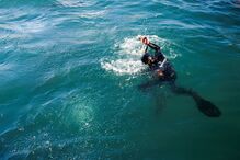 pesca, atum-rabilho, pescadores, algarve, ásia, mergulho, tiro, peixe