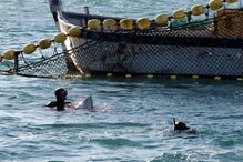 Atum-rabilho, pesca, mar, algarve, pescadores, mergulhadores, rede, embarcação