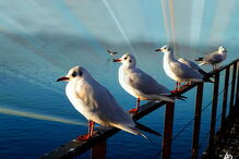 Geração Arte, Patrícia Ferreira