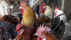 Gripe das aves detetada em Portugal