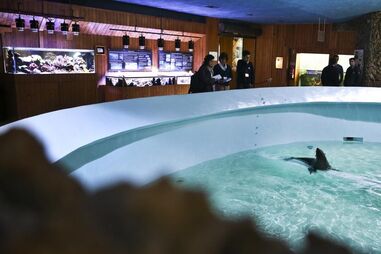 Aquário Vasco da Gama, Algés