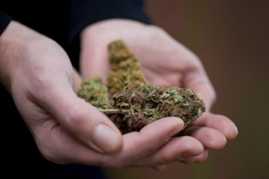 erva, marijuana, canábis