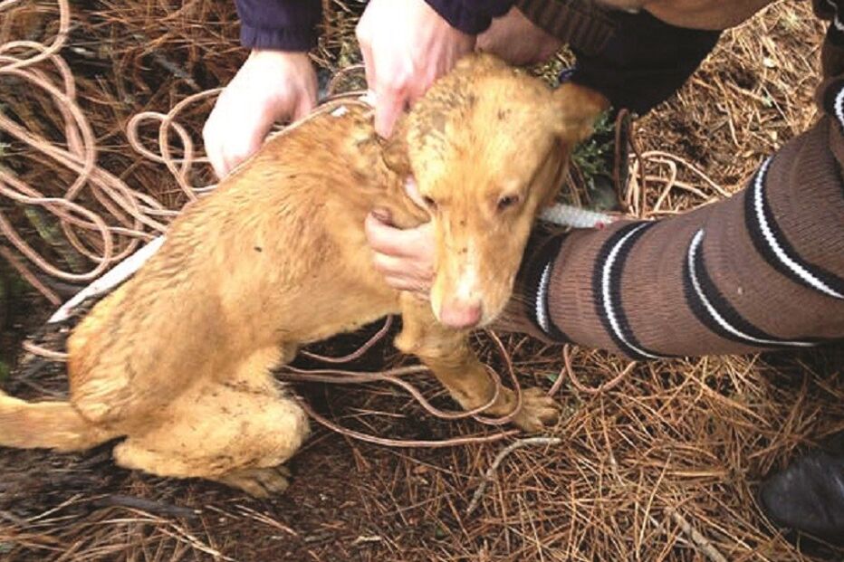 cães, salvamento, ribeira de pena