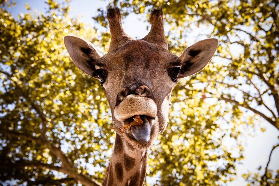 Tiago Castella, Geração Arte