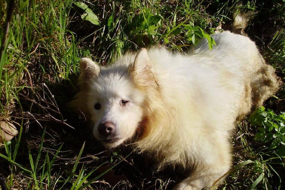 cão, abandono, animal