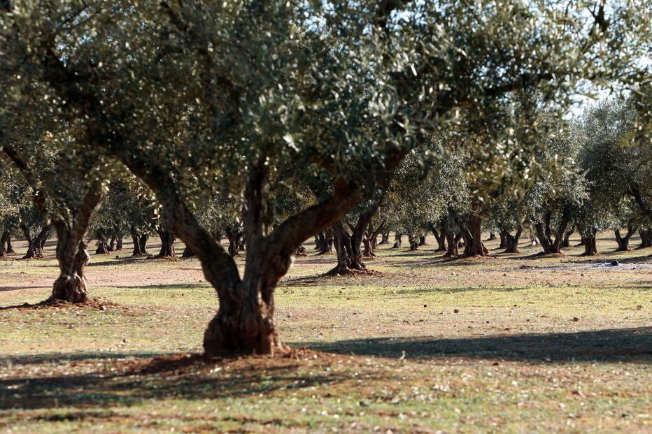 Oliveiras, azeitonas