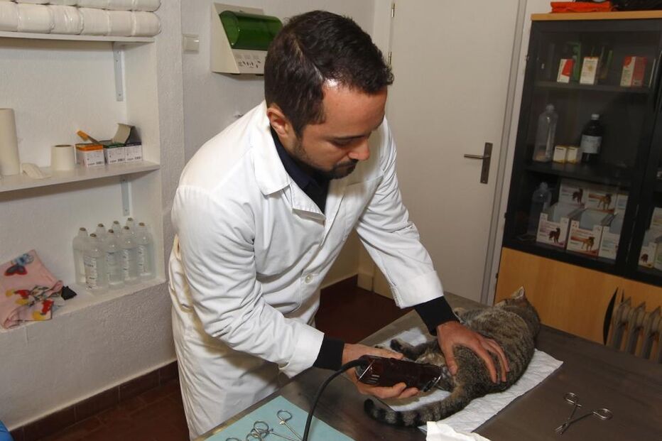 oeiras, veterinário, gato